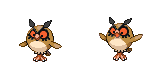 hoothoot