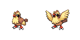 pidgey