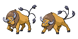 tauros