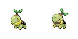 turtwig